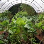 a vew of our organic greenhouse