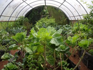 a vew of our organic greenhouse