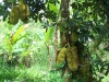 Jack fruit tree