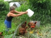 chickens-in-compost